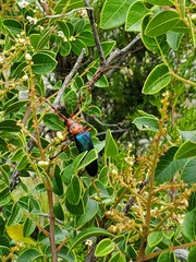 Stenaspis verticalis insignis