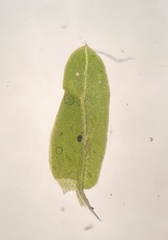 Fissidens bushii