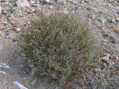 Pleurocoronis laphamioides