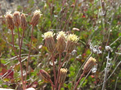 Pleurocoronis laphamioides
