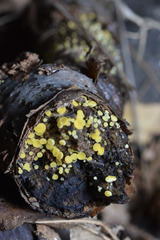 Bispora