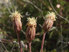 Pleurocoronis laphamioides
