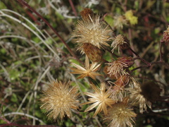 Pleurocoronis laphamioides