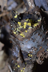 Bispora