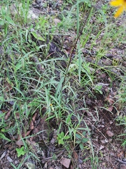 Wedelia greenmanii