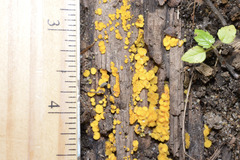 Bispora