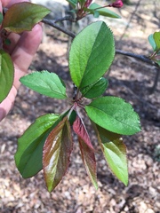 Malus hupehensis