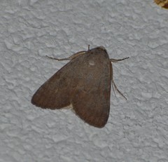 Catocala messalina
