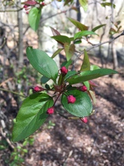 Malus hupehensis