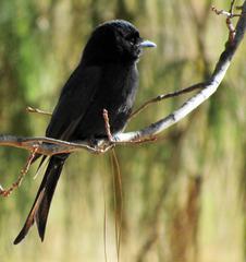 Melaenornis pammelaina ater