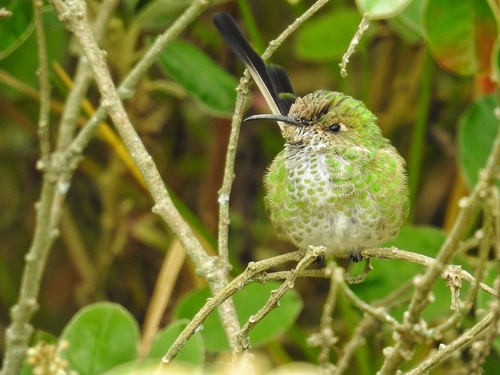Black-tailed Trainbearer (Lesbia victoriae), photo 9