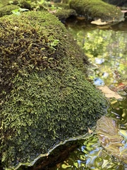 Jubula pennsylvanica