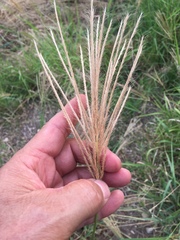 Trichloris pluriflora