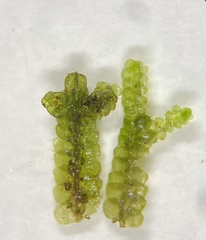 Jubula pennsylvanica