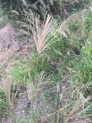 Trichloris pluriflora