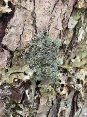 Heterodermia squamulosa