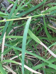 Trichloris pluriflora