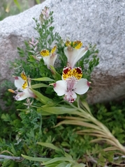 Alstroemeria magnifica maxima