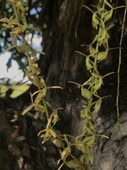 Epidendrum moritzii