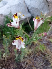 Alstroemeria magnifica maxima