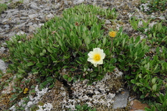 Dryas integrifolia