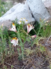 Alstroemeria magnifica maxima