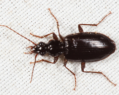 Platynus cincticollis