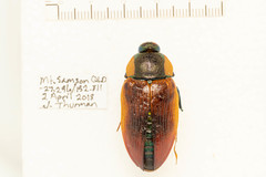 Temognatha variabilis