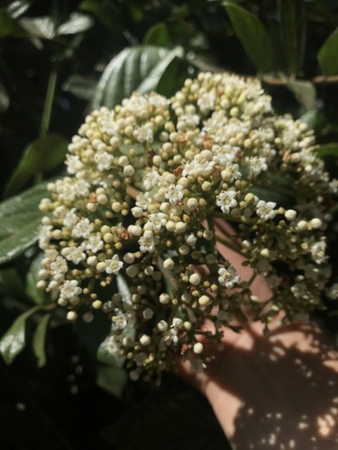Viburnum triphyllum, photograph 3