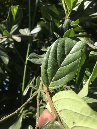 Viburnum triphyllum, photograph 4