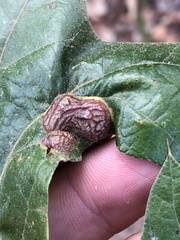 Polystepha symmetrica