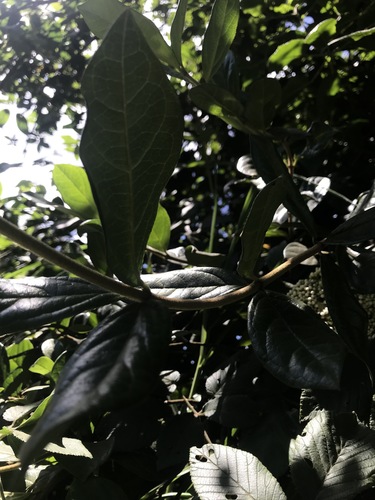 Viburnum triphyllum, photograph 2