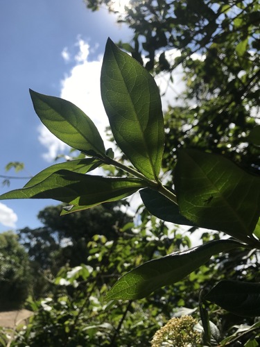 Viburnum triphyllum, photograph 5