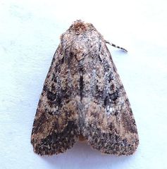 Hexorthodes nipana