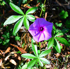 Ipomoea cairica cairica