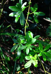 Ipomoea cairica cairica