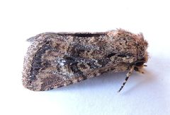 Hexorthodes nipana