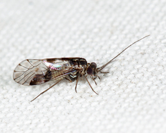 Hyalopsocus striatus