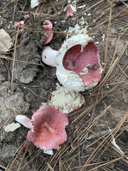 Russula