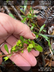 Dodonaea ceratocarpa