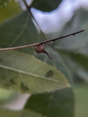 Caryomyia ansericollum