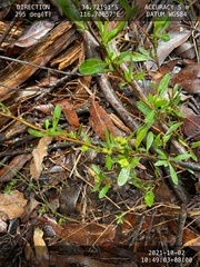 Dodonaea ceratocarpa