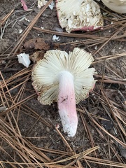 Russula