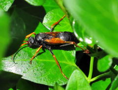 Dorylus helvolus