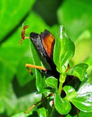 Dorylus helvolus