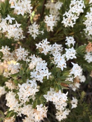 Pimelea glauca