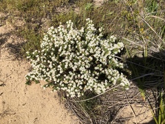 Pimelea glauca