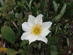 Dryas integrifolia