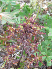 Pedicularis labradorica