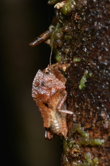 Hyperyboella orphania